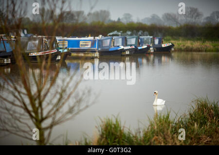 Marina sur pilotis, soudé Lane, Newhall, Nantwich, Cheshire terne journée humide intérieure gris gris météo swan seul dans les conduites d'eau de Banque D'Images