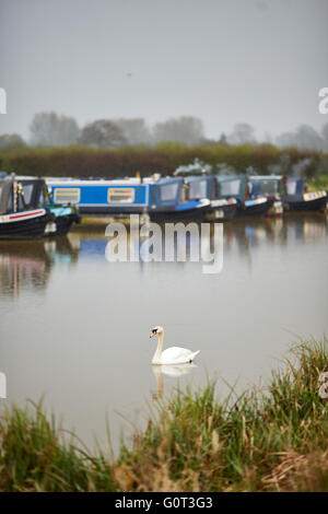 Marina sur pilotis, soudé Lane, Newhall, Nantwich, Cheshire terne journée humide intérieure gris gris météo swan seul dans les conduites d'eau de Banque D'Images