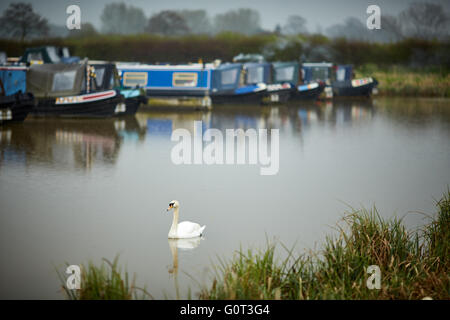 Marina sur pilotis, soudé Lane, Newhall, Nantwich, Cheshire terne journée humide intérieure gris gris météo swan seul dans les conduites d'eau de Banque D'Images