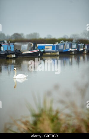 Marina sur pilotis, soudé Lane, Newhall, Nantwich, Cheshire terne journée humide intérieure gris gris météo swan seul dans les conduites d'eau de Banque D'Images