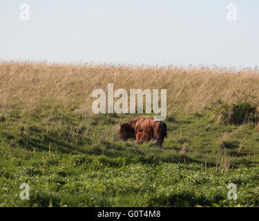 Une vache de bison se tient calmement dans un champ d'allaiter son bébé baleineau Banque D'Images