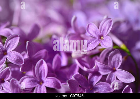 Macro image de printemps fleurs violet lilas Banque D'Images