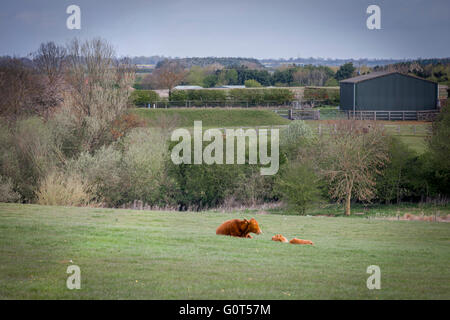 Vache et veaux portant dans un champ tôt le matin près de Moulton, Northamptonshire. Banque D'Images