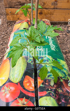 Les tomates qui poussent dans une tourbe de gro-sac dans un polytunnel. Banque D'Images