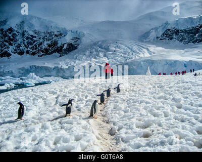 Marcher avec Adele pingouins dans l'Antarctique Banque D'Images