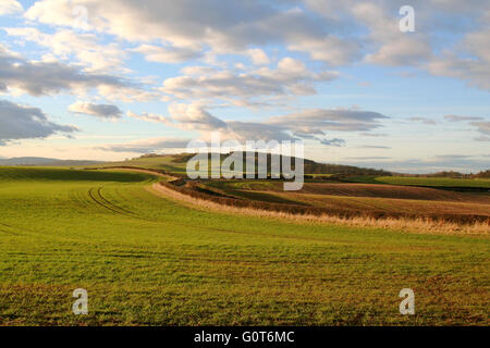 La lumière de fin de soirée à travers un paysage de champs ouverts de Northumberland et collines. Banque D'Images