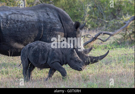 Le rhinocéros blanc avec une grande corne et jeune veau se nourrir dans une zone de prairie Banque D'Images