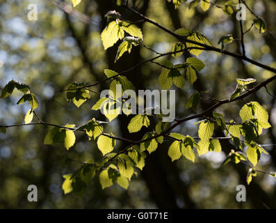 La lumière du soleil qui brillait à travers de nouveaux jeunes feuilles sur un arbre au printemps Banque D'Images