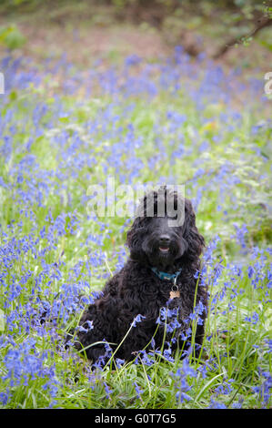 Un jeune chien noir Cockapoo lors d'une promenade en forêt, sur une journée ensoleillée. Banque D'Images