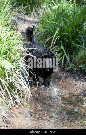 Un jeune chien noir Cockapoo lors d'une promenade en forêt, un jour ensoleillé, marcher dans le ruisseau Banque D'Images