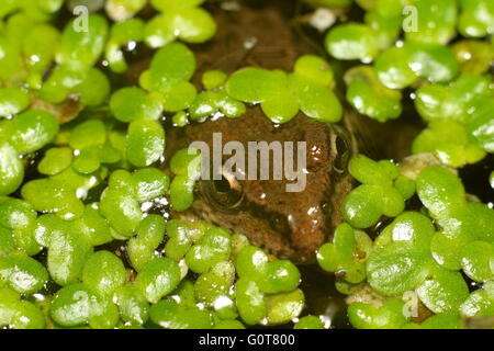 grenouille dans l’eau Banque D'Images