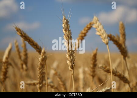 Les épis de blé jaune toile de domaine Banque D'Images