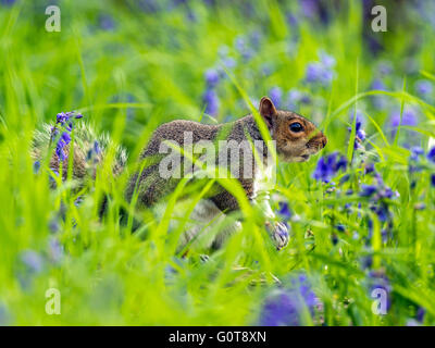 Seul l'Écureuil gris (Sciurus carolinensis) en quête de bois naturel à la campagne. Entouré par Spring Blue Bells Banque D'Images