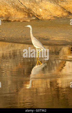 White-faced Heron Egretta novaehollandiae gris, à marée en rivière Banque D'Images