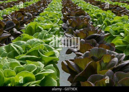 Les cultures hydroponiques de laitue deux couleurs Banque D'Images