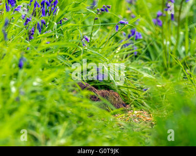 Timide ou souris bois rongeurs muridés (Apodemus sylvaticus) parmi les jacinthes dans l'herbe verte en décor boisé. Banque D'Images