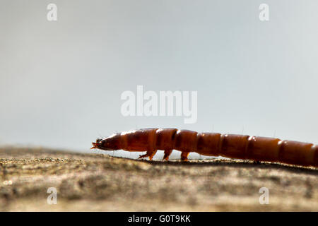 Les larves d'insectes (espèce inconnue) au réservoir Wilstone, Hertfordshire, Royaume-Uni Banque D'Images