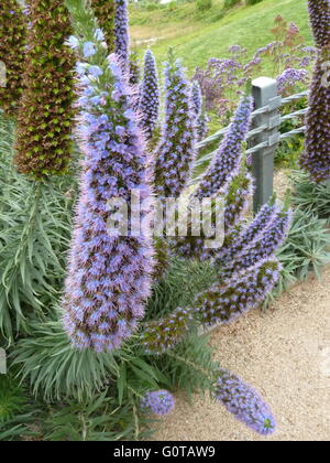 San Diego, Californie plantes à fleurs pourpres trouvés le long chemin de gravier Banque D'Images