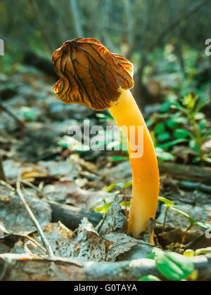 Morille dans la forêt avec soft focus (the edible morel) Banque D'Images