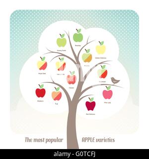 Types d'Apple infographie avec des fruits mis et texte Illustration de Vecteur