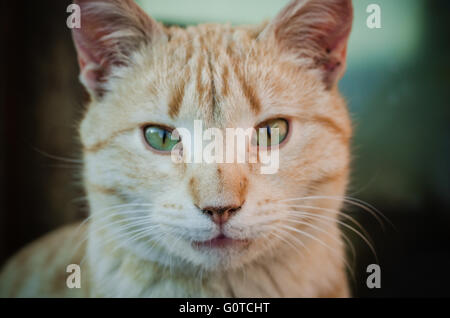 Belle ginger cat Banque D'Images