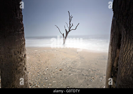 Brouillard sur les aventuriers beach à Botany Bay dans la région de Edisto Island, Caroline du Sud. Marées montantes le long de la côte sont l'érosion de la plage lentement submerger la forêt. Banque D'Images
