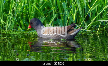 La Gallinule poule-d'eau ou marais poulet, Gallinula chloropus, flottant sur l'eau en face de de hauteur d'herbe verte Banque D'Images