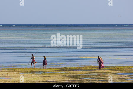 Les femmes locales recueillir les algues de makunduchi beach, zanzibar Banque D'Images