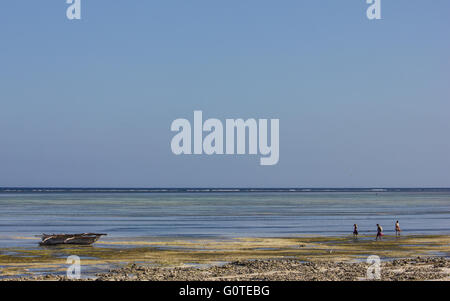 Les femmes locales recueillir les algues de makunduchi beach, zanzibar Banque D'Images