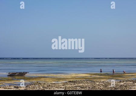 Les femmes locales recueillir les algues de makunduchi beach, zanzibar Banque D'Images