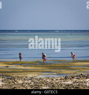 Les femmes locales recueillir les algues de makunduchi beach, zanzibar Banque D'Images