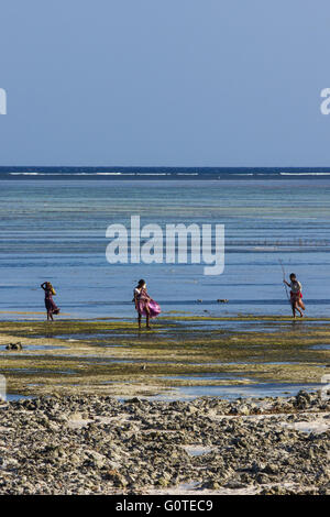 Les femmes locales recueillir les algues de makunduchi beach, zanzibar Banque D'Images