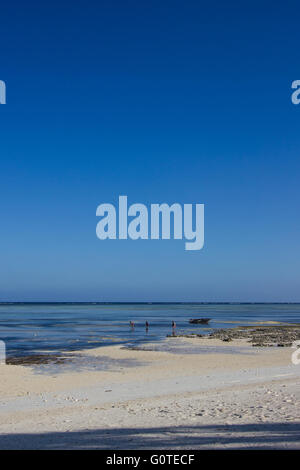 Les femmes locales recueillir les algues de makunduchi beach, zanzibar Banque D'Images