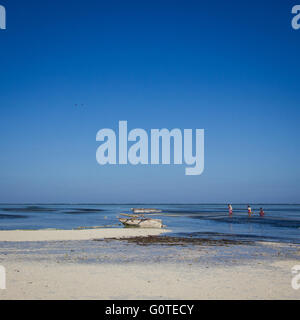 Les femmes locales recueillir les algues de makunduchi beach, zanzibar Banque D'Images