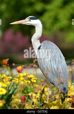 Heron, Regents Park, Londres Banque D'Images