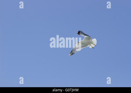 À pattes jaunes (famille Laridae Mouette, sp. Larus michahellis) Vol d'oiseaux dans le ciel bleu Banque D'Images
