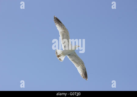 À pattes jaunes (famille Laridae Mouette, sp. Larus michahellis) volant entouré par blue sky Banque D'Images