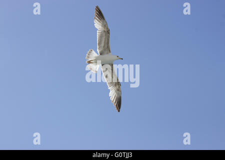 Zone de ciel vide et une Mouette à pattes jaunes (famille Laridae, sp. Larus michahellis) en vol. Banque D'Images
