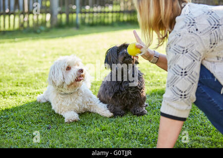 Noir et blanc Formation chiens Bichon Havanais à obéir dans le jardin Banque D'Images