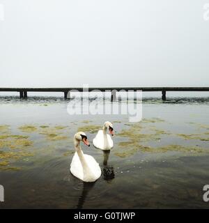 Deux cygnes sur le lac, Plas Kralingse, Rotterdam, Holland Banque D'Images