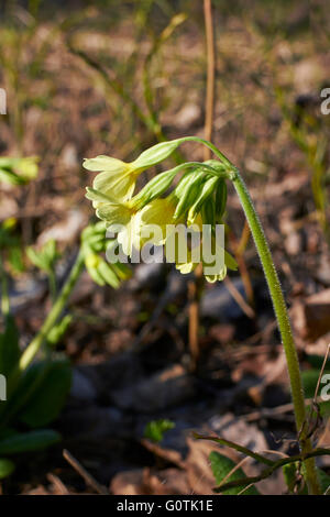 Primula elatior, vrai oxlip fleurs, Finlande Banque D'Images