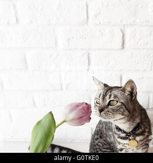 L'odeur de chat fleur tulipe Banque D'Images