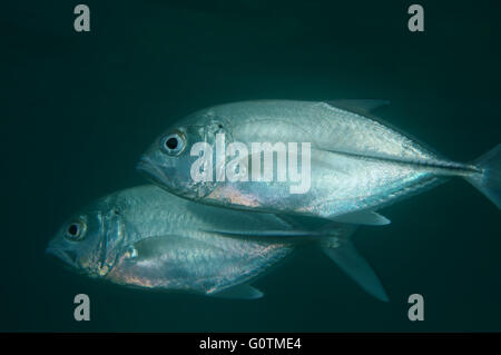 Banc de poissons de caranges, Jack obèse, grand trevally, six-banded carangues et jack (Caranx sexfasciatus) Banque D'Images