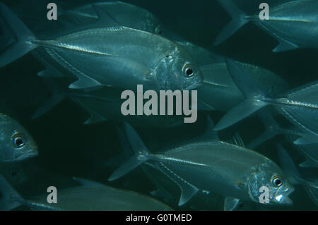 Banc de poissons de caranges, Jack obèse, grand trevally, six-banded carangues et jack (Caranx sexfasciatus) Banque D'Images