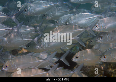 Banc de poissons de caranges, Jack obèse, grand trevally, six-banded carangues et jack (Caranx sexfasciatus) Banque D'Images