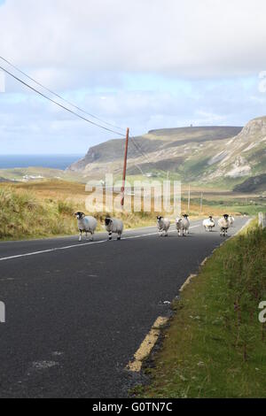 L'heure de pointe en Irlande, les moutons sur une route de campagne, Mayo Banque D'Images