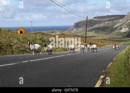 L'heure de pointe en Irlande, les moutons sur une route de campagne, Mayo Banque D'Images