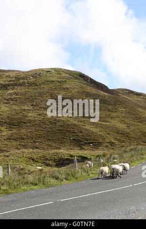 L'heure de pointe en Irlande, les moutons sur une route de campagne, Mayo Banque D'Images