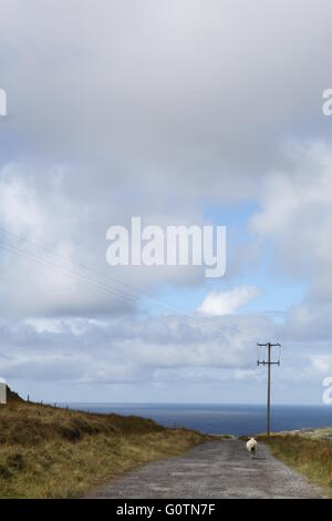 L'heure de pointe en Irlande, les moutons sur une route de campagne, Mayo Banque D'Images