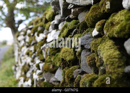 Vieux Mur de pierre traditionnel irlandais, Donegal, Irlande Banque D'Images